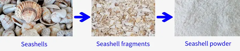 TOP 5 applications of Seashells – Morgan Agro